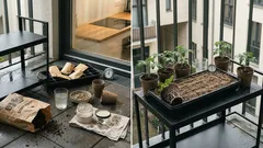 So gelingt die Tomatenanzucht mit einfacher Anzuchterde aus Laubhumus, Sand und Holzasche