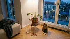 Mehr Grün in der dunklen Jahreszeit: Was Zimmerpflanzen jetzt wirklich brauchen