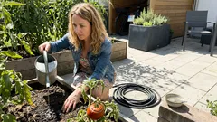 Tomaten richtig gießen: 3 typische Fehler, die Risse und Blattrollen auslösen