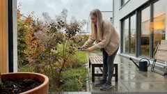 Perückenstrauch richtig pflanzen: Standort, Pflege und warum er im Sommer „raucht“